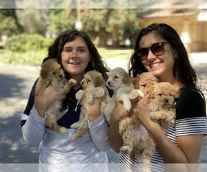 Maltipoo Puppy for sale in PORTERVILLE, CA, USA