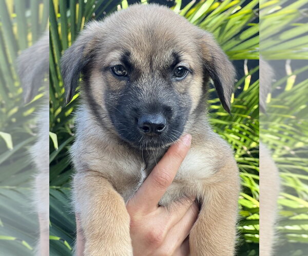 Medium Photo #5 Hava-Apso Puppy For Sale in Dana Point, CA, USA