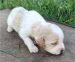 Puppy Carmie English Setter