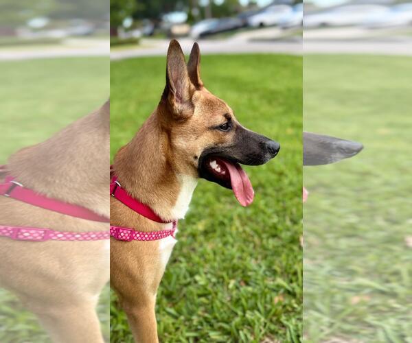 Medium Photo #3 German Shepherd Dog-Unknown Mix Puppy For Sale in Pompano Beach , FL, USA