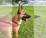 Small #2 German Shepherd Dog Mix