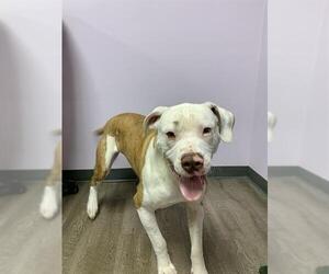 Bulloxer Dogs for adoption in London, Ontario, Canada