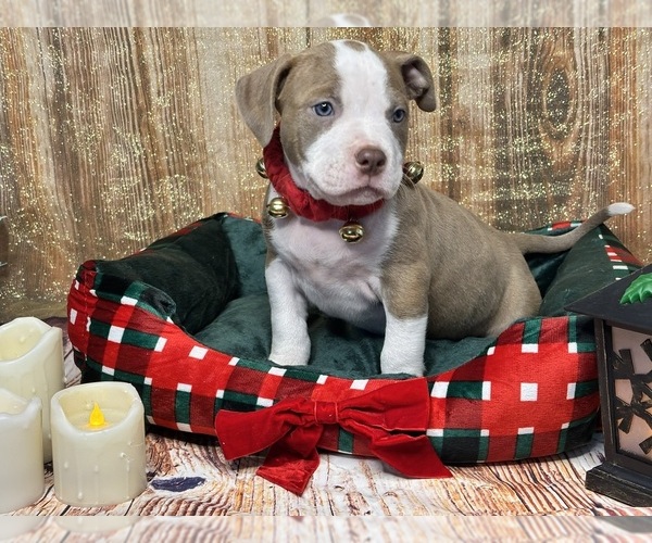 Medium Photo #1 American Bully Puppy For Sale in NORFOLK, VA, USA