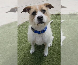 Saint Bernard-Unknown Mix Dogs for adoption in Fort Lauderdale, FL, USA