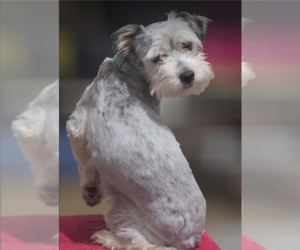 Mutt Dogs for adoption in Cranston, RI, USA