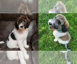 Small Photo #1 Miniature Bernedoodle Puppy For Sale in SAINT LOUIS, MO, USA