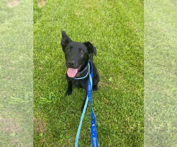 Medium Photo #5 Mutt Puppy For Sale in Pottstown, PA, USA