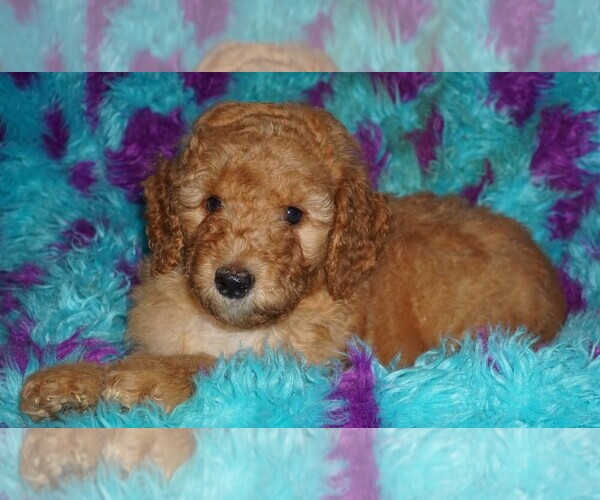 Medium Photo #3 Labradoodle Puppy For Sale in LA HABRA, CA, USA
