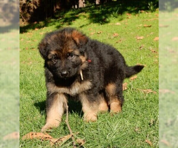 Medium Photo #8 German Shepherd Dog Puppy For Sale in FOREST GROVE, OR, USA