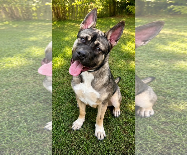 Medium Photo #1 Akita-American Bulldog Mix Puppy For Sale in Cranford, NJ, USA