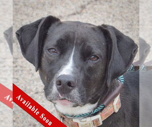 Border Collie-Unknown Mix Dogs for adoption in Huntley, IL, USA