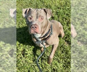 Medium American Staffordshire Terrier