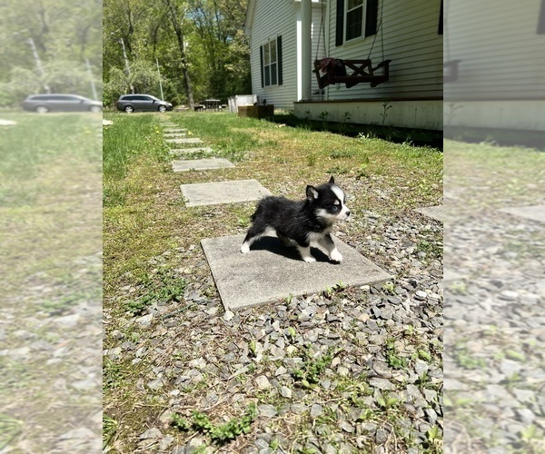 Medium Photo #8 Pomsky Puppy For Sale in DRACUT, MA, USA