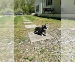 Small Photo #28 Pomsky Puppy For Sale in DRACUT, MA, USA
