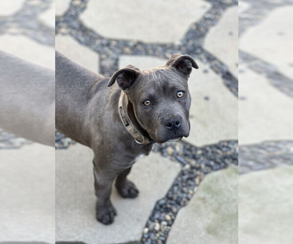 Medium Photo #1 American Pit Bull Terrier Puppy For Sale in Dana Point, CA, USA