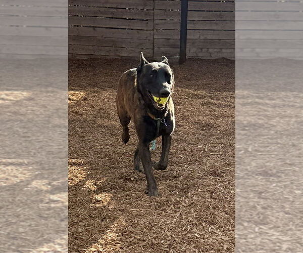 Medium Photo #3 Holland Shepherd Puppy For Sale in Imlay City, MI, USA