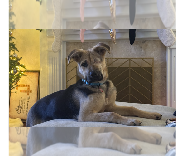 Medium Photo #1 German Shepherd Dog-Unknown Mix Puppy For Sale in Springdale, PA, USA