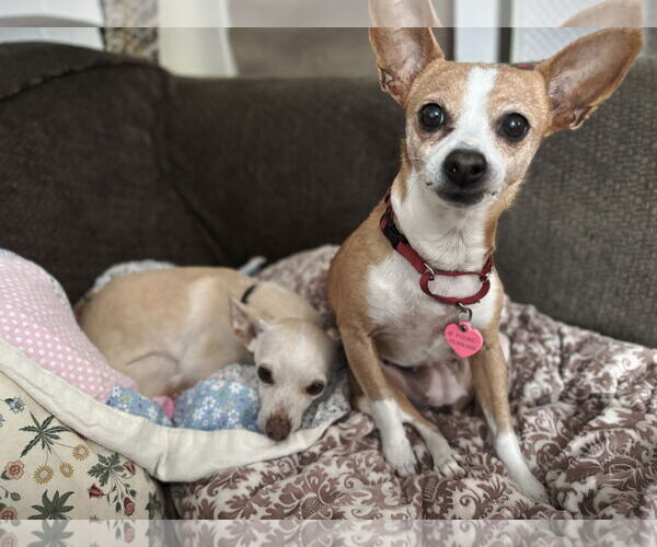 Medium Photo #3 Beagle-Chihuahua Mix Puppy For Sale in San Francisco, CA, USA