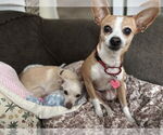 Small #2 Beagle-Chihuahua Mix