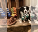 Small Photo #4 Border Collie Puppy For Sale in GOSHEN, KY, USA