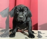 Small Photo #15 Cane Corso Puppy For Sale in COTTAGE GROVE, OR, USA