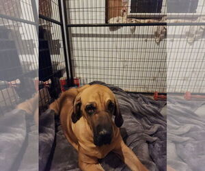Taarna - Female Brazilian Mastiff Dog for Adoption - Photo #5