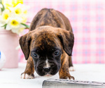 Small Photo #80 Boxer Puppy For Sale in WAKARUSA, IN, USA