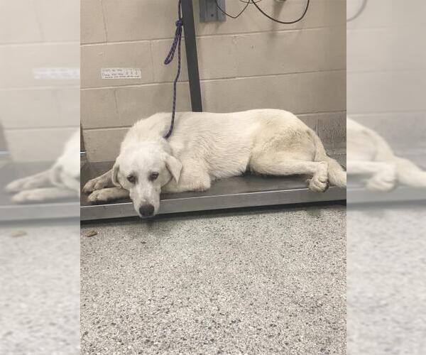 Medium Photo #1 Great Pyrenees Puppy For Sale in Conroe, TX, USA