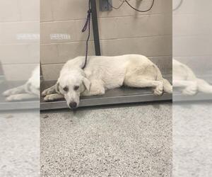 Great Pyrenees Dogs for adoption in Conroe, TX, USA