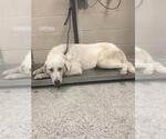 A432730 - Male Great Pyrenees Dog for Adoption - Small photo
