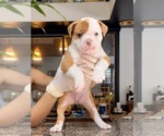 Puppy Puppy 2 Olde English Bulldogge