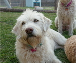 Small Photo #1 Labradoodle Puppy For Sale in SALT LAKE CITY, UT, USA