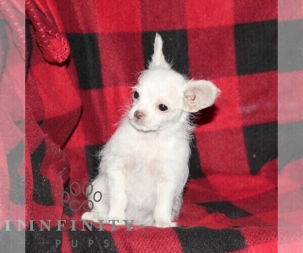 Medium Photo #3 Shih-Poo-Unknown Mix Puppy For Sale in OXFORD, PA, USA