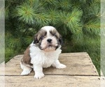 Small #3 Shih Tzu
