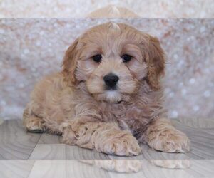 Cavapoo Puppy for sale in MARIETTA, GA, USA