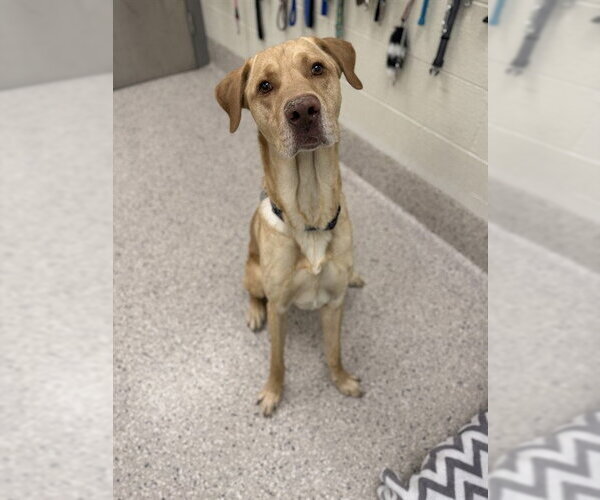 Medium Photo #1 Labrador Retriever Puppy For Sale in Brighton, CO, USA