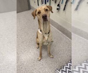 Labrador Retriever Dogs for adoption in Brighton, CO, USA