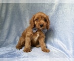 Small #3 Cavapoo (Miniature)