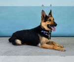 Small #1 German Shepherd Dog