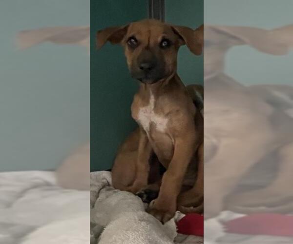 Medium Photo #1 Boxer-Unknown Mix Puppy For Sale in San Antonio, TX, USA