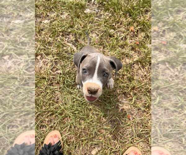 Medium Photo #3 American Pit Bull Terrier-Unknown Mix Puppy For Sale in FRAMINGHAM, MA, USA