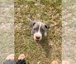 Small #2 American Pit Bull Terrier Mix