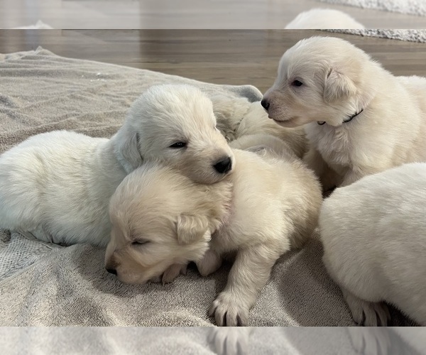 Medium Photo #5 Maremma Sheepdog Puppy For Sale in LECOMPTON, KS, USA