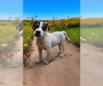 Small #4 Basenji-Rat Terrier Mix