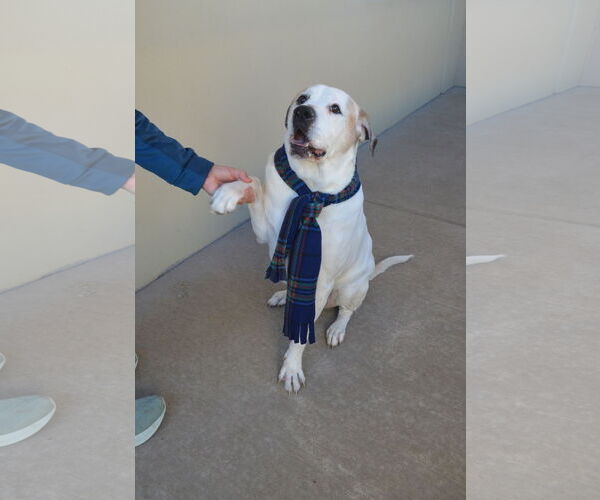 Medium Photo #2 Labrador Retriever-Unknown Mix Puppy For Sale in McKinney, TX, USA