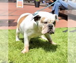 Small #1 Bulldog