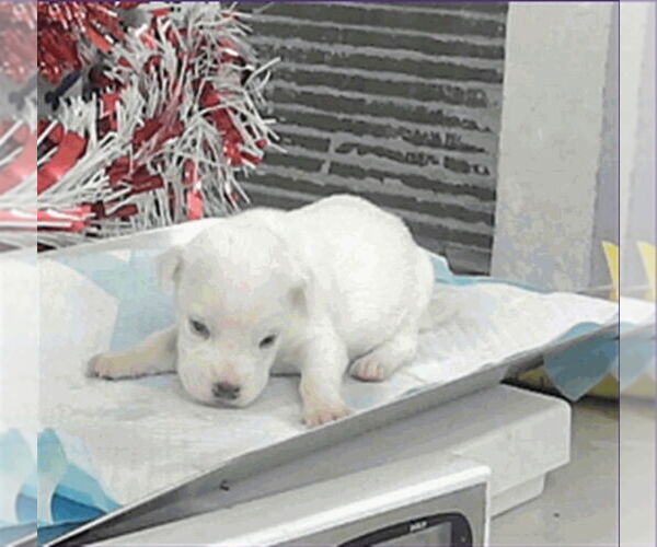 Medium Photo #8 Boxador Puppy For Sale in Lakewood, CO, USA