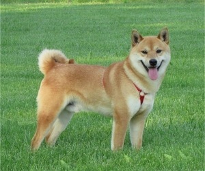 Father of the Shiba Inu puppies born on 05/15/2023