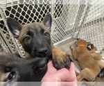 Small Photo #243 Belgian Malinois Puppy For Sale in REESEVILLE, WI, USA