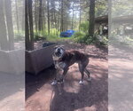 Small #3 Catahoula Leopard Dog-Labrador Retriever Mix